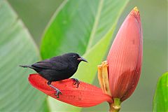 Bananaquit